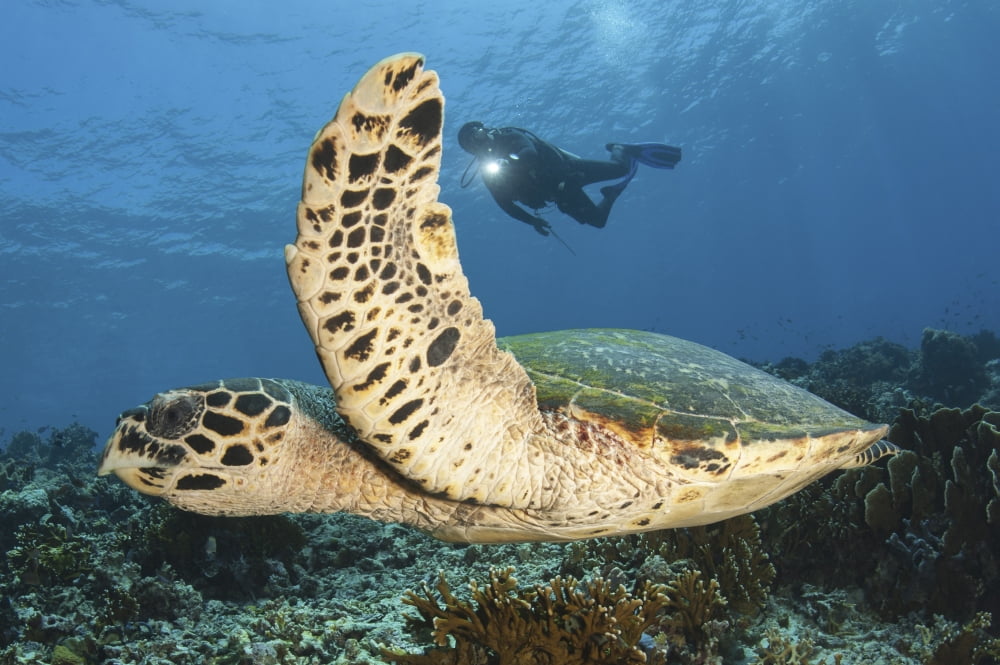 A diver swims alongside a hawksbill sea turtle off of Indonesia Canvas Art - Steve JonesStocktrek Images (17 x 12)