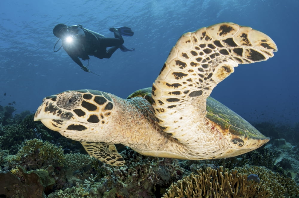 A diver swims alongside a hawksbill sea turtle off of Indonesia Canvas Art - Steve JonesStocktrek Images (34 x 23)