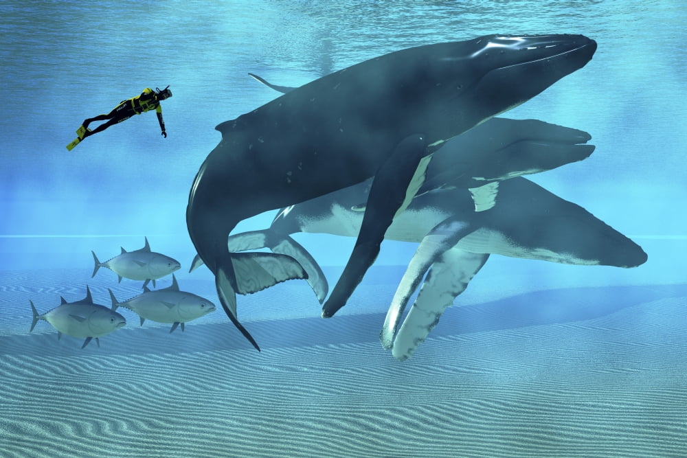 A diver swims with a group of Humpback Whales and tuna Canvas Art - Corey FordStocktrek Images (18 x 12)