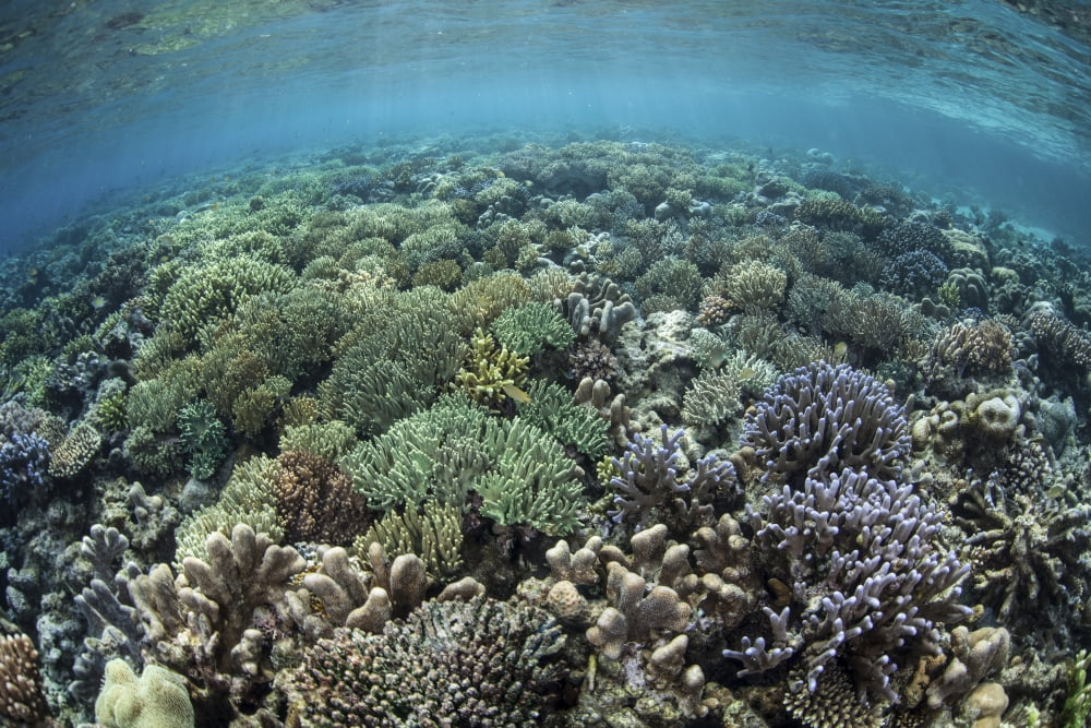 A diverse array of corals grow in Raja Ampat Indonesia Canvas Art - Ethan DanielsStocktrek Images (34 x 23)