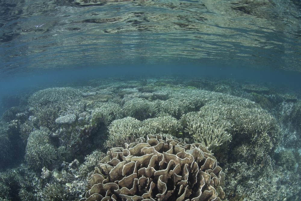 A diverse array of corals grow in Raja Ampat Indonesia Canvas Art - Ethan DanielsStocktrek Images (34 x 23)