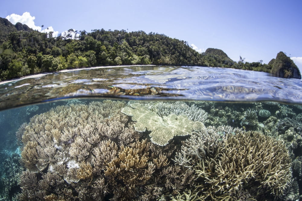 A diverse array of corals grow in Raja Ampat Indonesia Canvas Art - Ethan DanielsStocktrek Images (34 x 23)