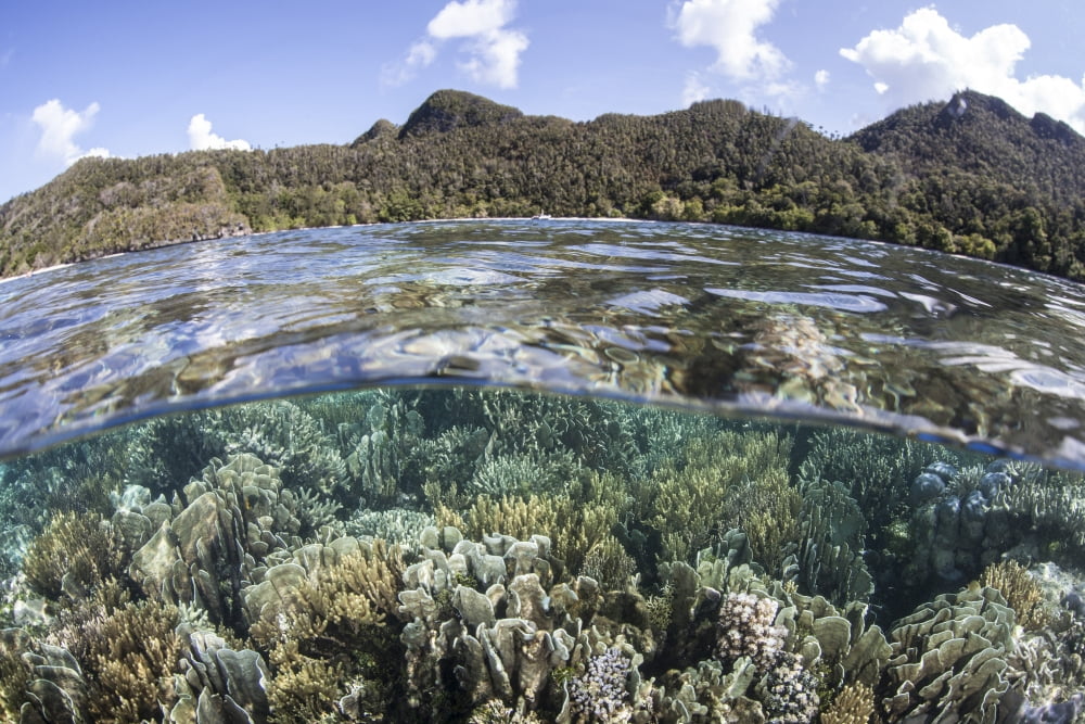 A diverse array of corals grow in Raja Ampat Indonesia Canvas Art - Ethan DanielsStocktrek Images (34 x 23)