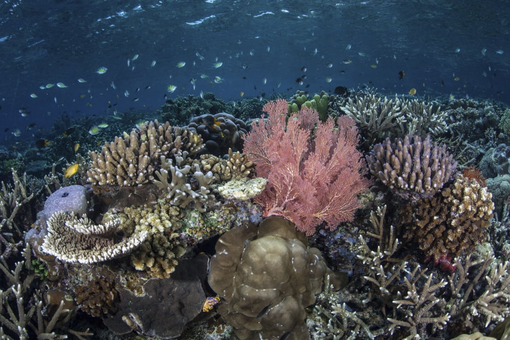 A diverse array of corals grow in Raja Ampat Indonesia Canvas Art - Ethan DanielsStocktrek Images (34 x 23)