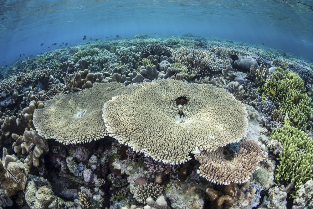 A diverse array of corals grow in Raja Ampat Indonesia Canvas Art - Ethan DanielsStocktrek Images (34 x 23)