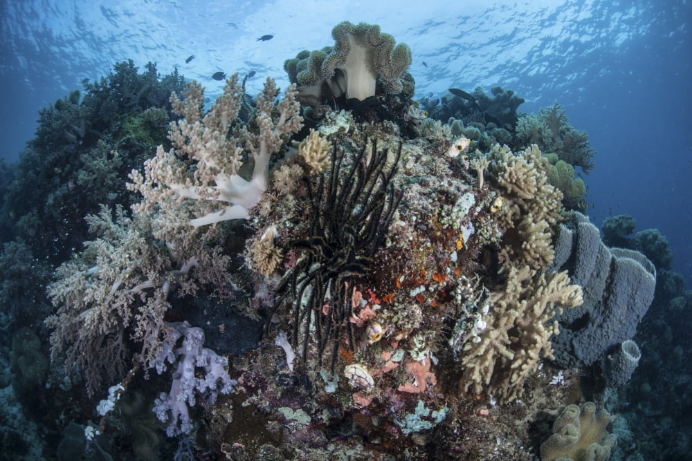 A diverse array of invertebrates cover a healthy reef in Indonesia Canvas Art - Ethan DanielsStocktrek Images (18 x 12)
