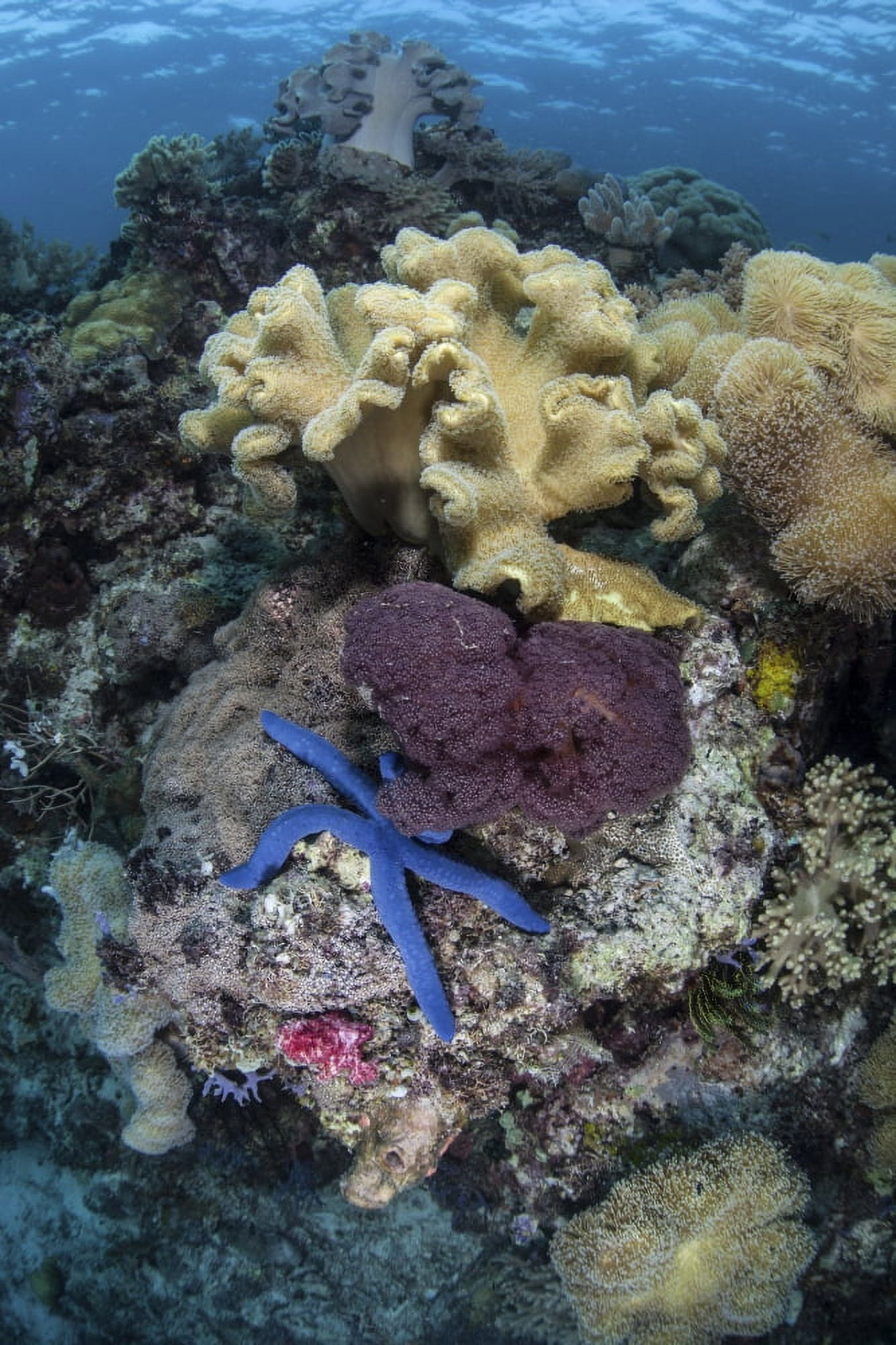 A diverse array of invertebrates cover a reef in Indonesia Canvas Art - Ethan DanielsStocktrek Images (24 x 35)