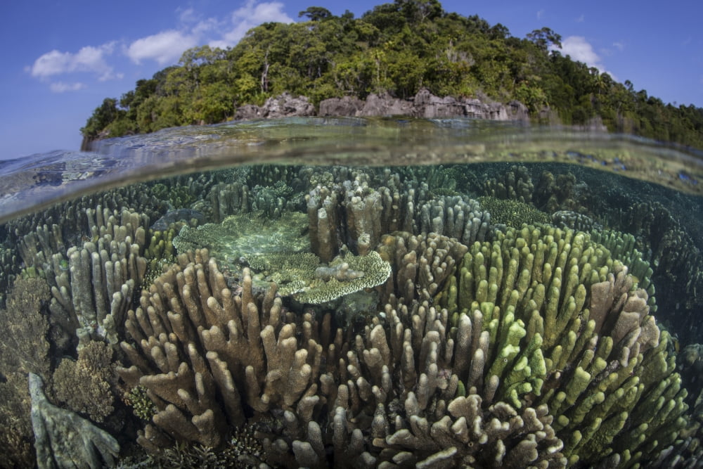 A diverse array of reef-building corals in Raja Ampat Indonesia Canvas Art - Ethan DanielsStocktrek Images (17 x 12)
