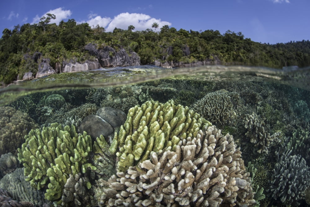 A diverse array of reef-building corals in Raja Ampat Indonesia Canvas Art - Ethan DanielsStocktrek Images (17 x 12)