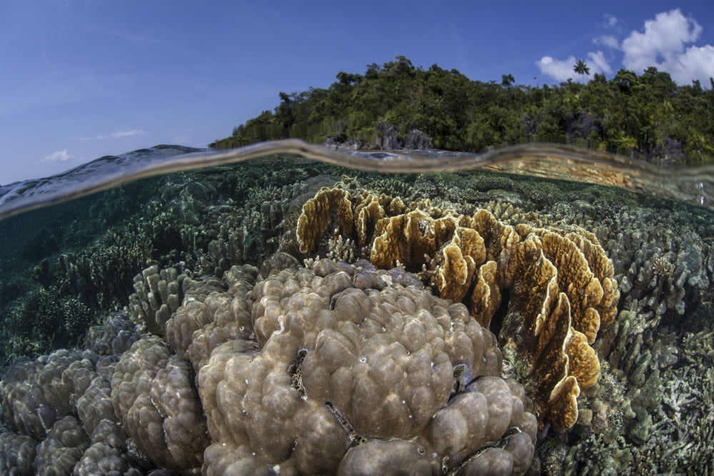 A diverse array of reef-building corals in Raja Ampat Indonesia Canvas Art - Ethan DanielsStocktrek Images (34 x 23)