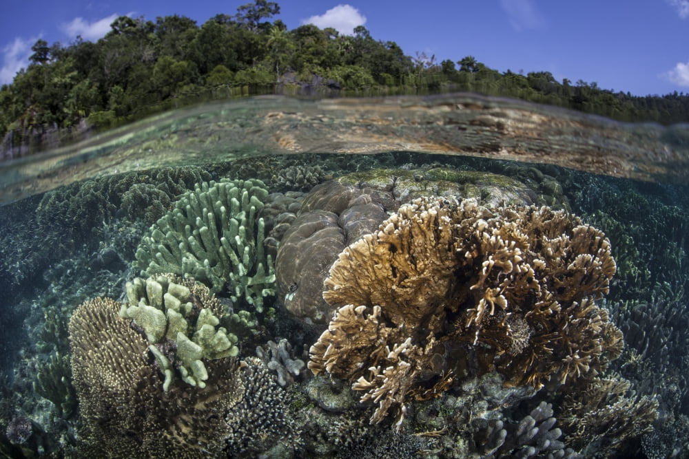 A diverse array of reef-building corals in Raja Ampat Indonesia Canvas Art - Ethan DanielsStocktrek Images (34 x 23)