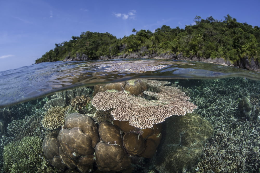 A diverse array of reef-building corals in Raja Ampat Indonesia Canvas Art - Ethan DanielsStocktrek Images (34 x 23)