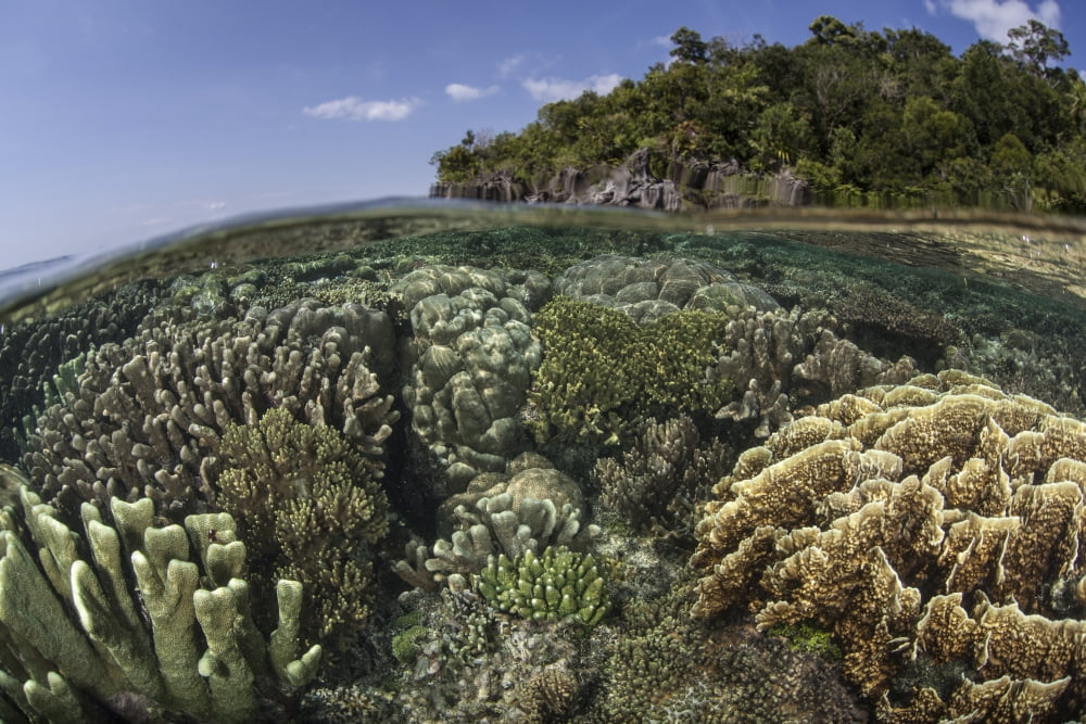 A diverse array of reef-building corals in Raja Ampat Indonesia Canvas Art - Ethan DanielsStocktrek Images (34 x 23)