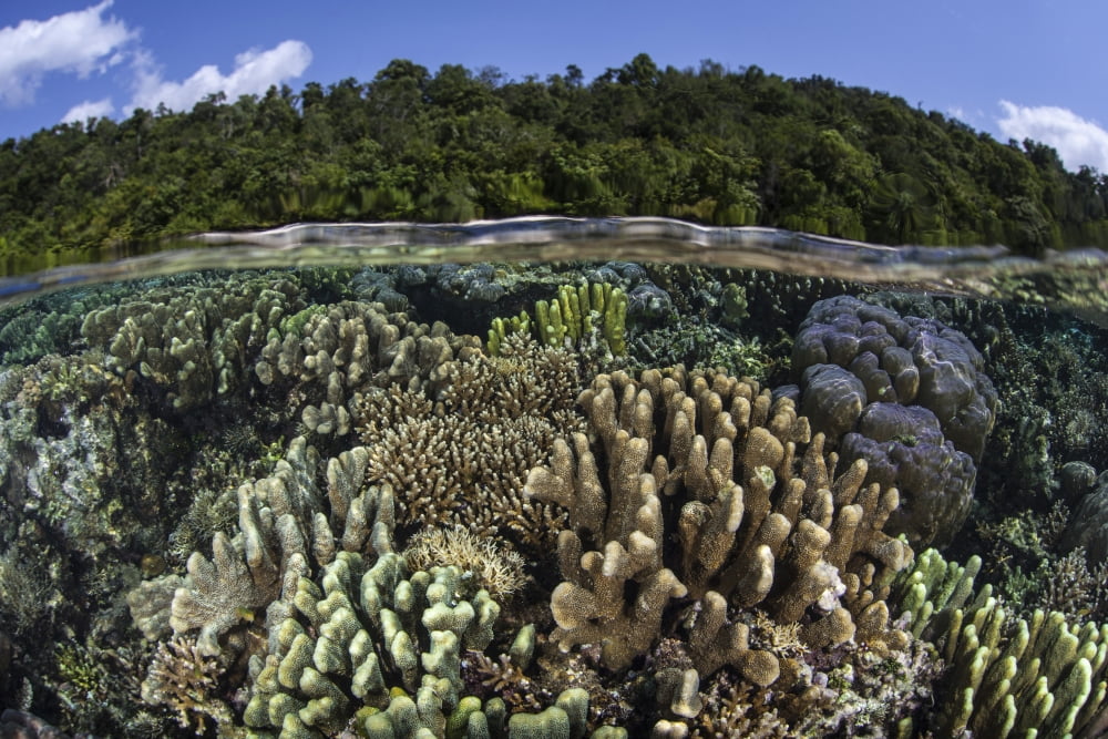 A diverse array of reef-building corals in Raja Ampat Indonesia Canvas Art - Ethan DanielsStocktrek Images (34 x 23)