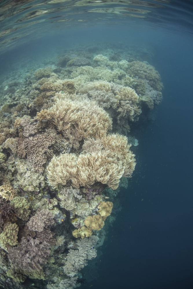 A diverse coral reef drops into deep water in Raja Ampat Indonesia Canvas Art - Ethan DanielsStocktrek Images (12 x 17)