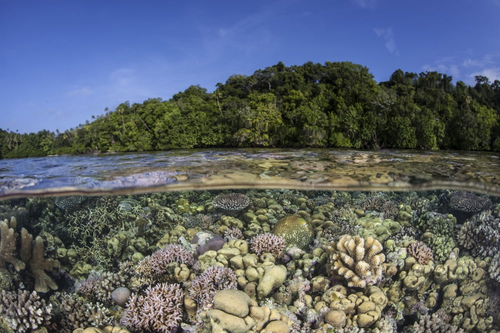 A diverse coral reef grows in shallow water in the Solomon Islands Canvas Art - Ethan DanielsStocktrek Images (17 x 12)