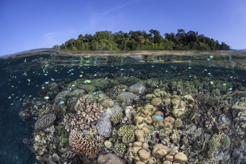 A diverse coral reef grows in shallow water in the Solomon Islands Canvas Art - Ethan DanielsStocktrek Images (34 x 23)