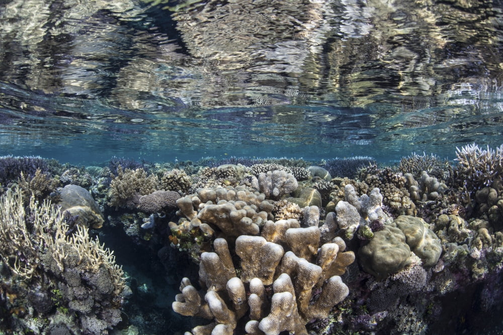 A diverse coral reef grows in shallow water in the Solomon Islands Canvas Art - Ethan DanielsStocktrek Images (34 x 23)