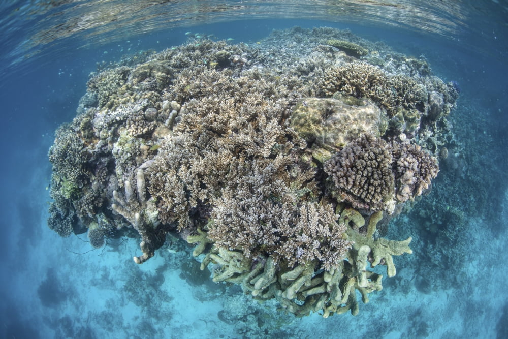 A diverse coral reef grows in shallow water in the Solomon Islands Canvas Art - Ethan DanielsStocktrek Images (34 x 23)