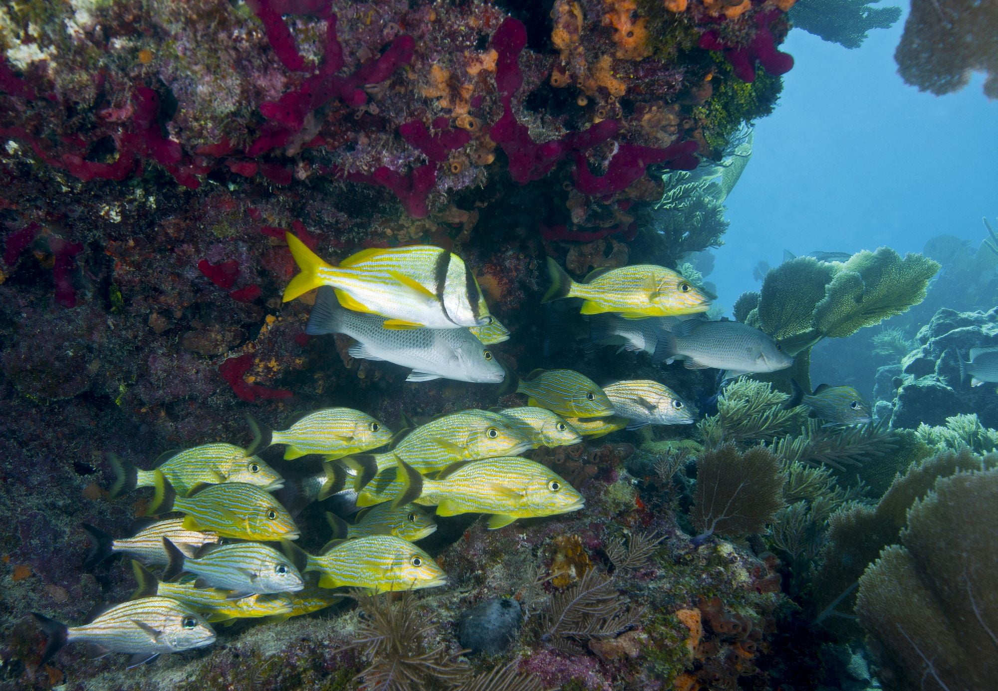A diversity of grunt fish under a colorful coral reef Key Largo Florida Canvas Art - Michael WoodStocktrek Images (34 x 24)