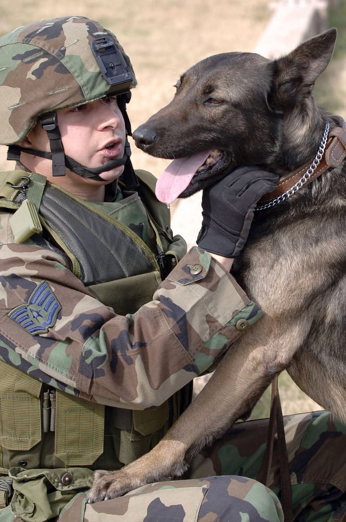 A dog handler and his military working dog Canvas Art - Stocktrek Images (23 x 35)