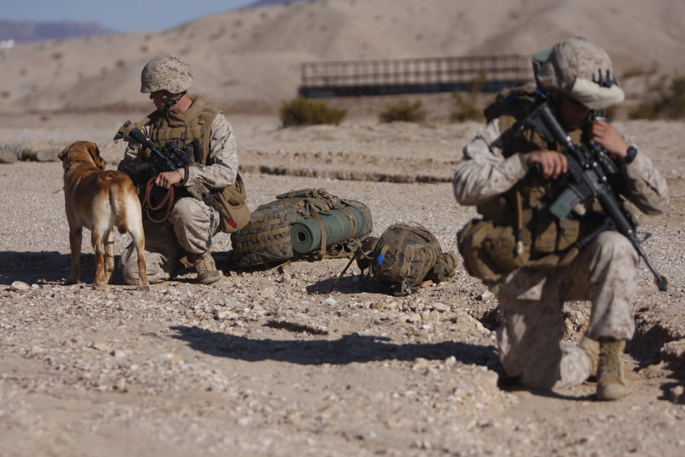 A dog handler and his military working dog pause during a patrol Canvas Art - Stocktrek Images (35 x 23)