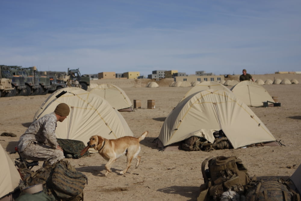 A dog handler and his military working dog play fetch Canvas Art - Stocktrek Images (35 x 23)