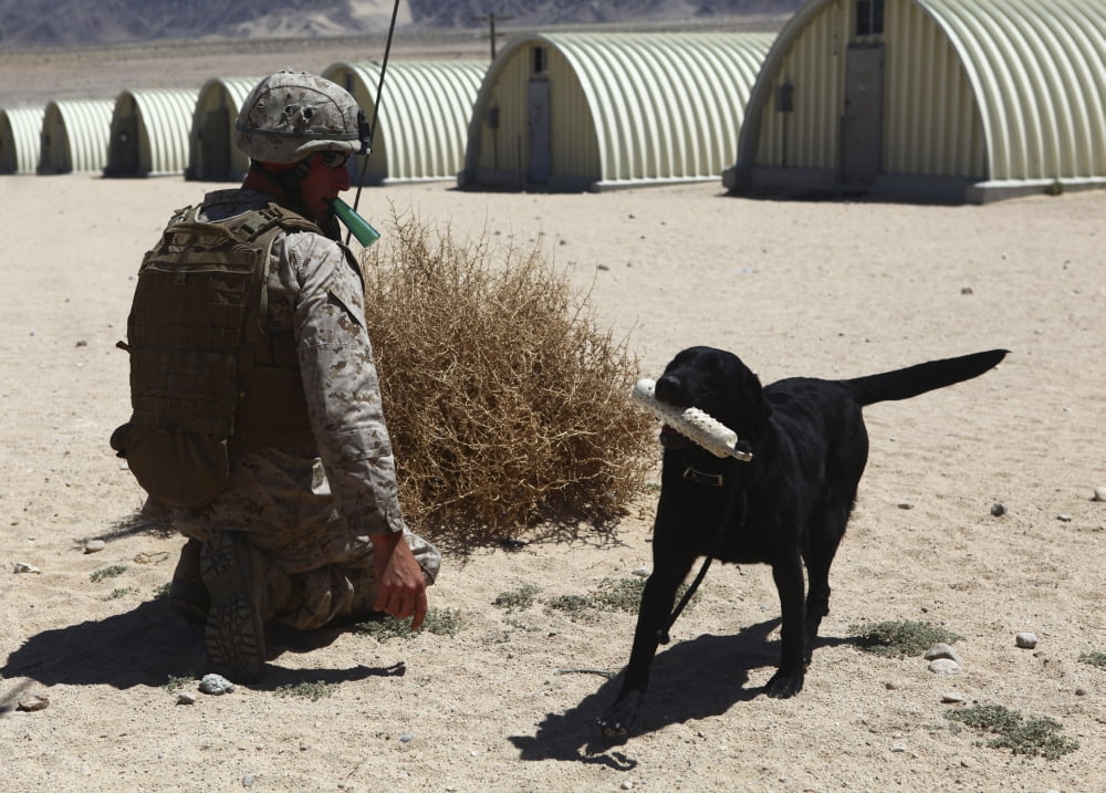 A dog handler calls over a black labrador while training Canvas Art - Stocktrek Images (34 x 24)