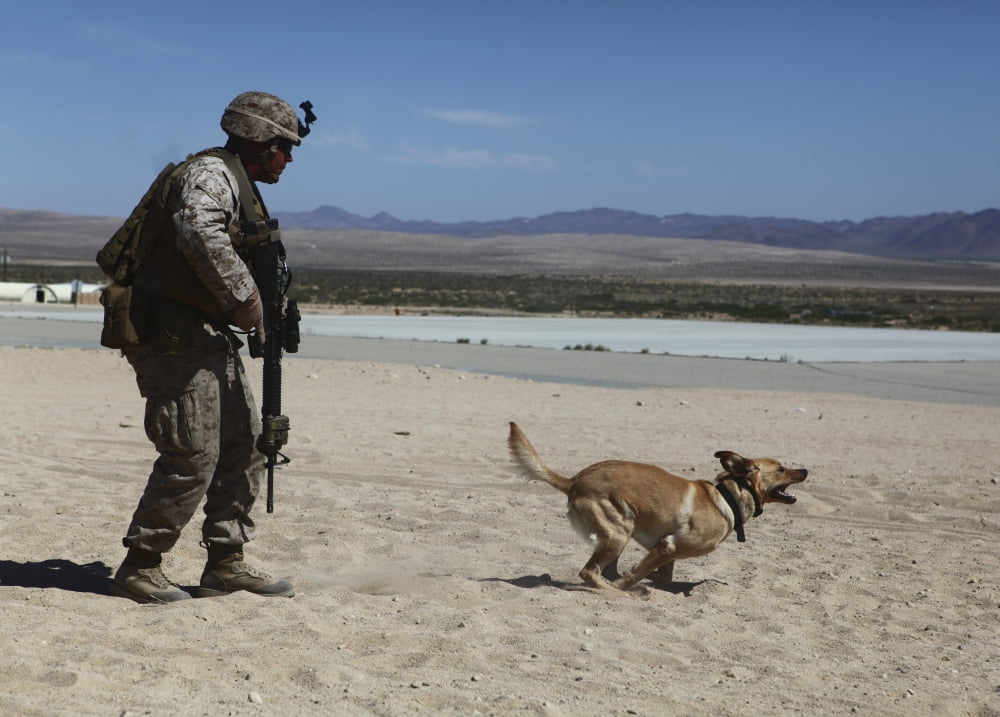 A dog handler conducts improvised explosive device training Canvas Art - Stocktrek Images (34 x 24)