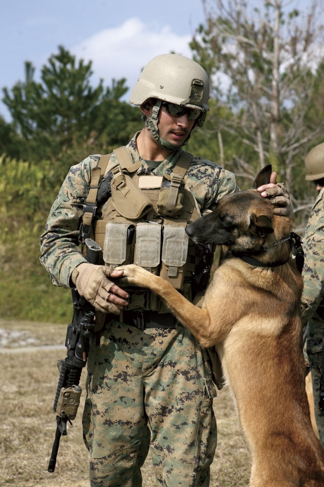 A dog handler gives positive reinforcement to his military working dog Canvas Art - Stocktrek Images (23 x 35)