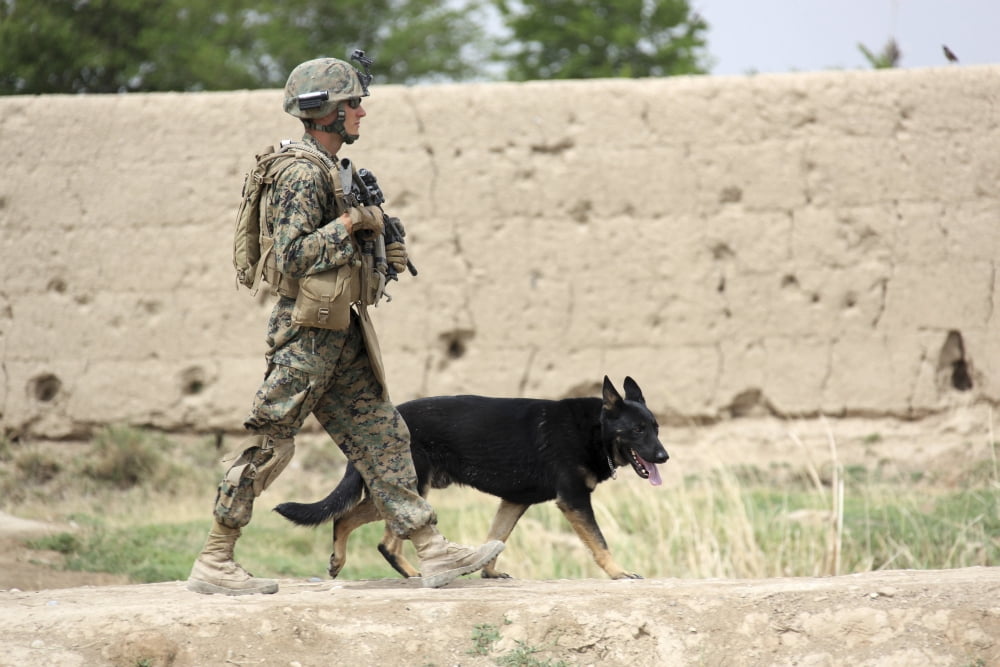 A dog handler of the US Marine Corps and his military working dog on patrol Canvas Art - Stocktrek Images (35 x 23)