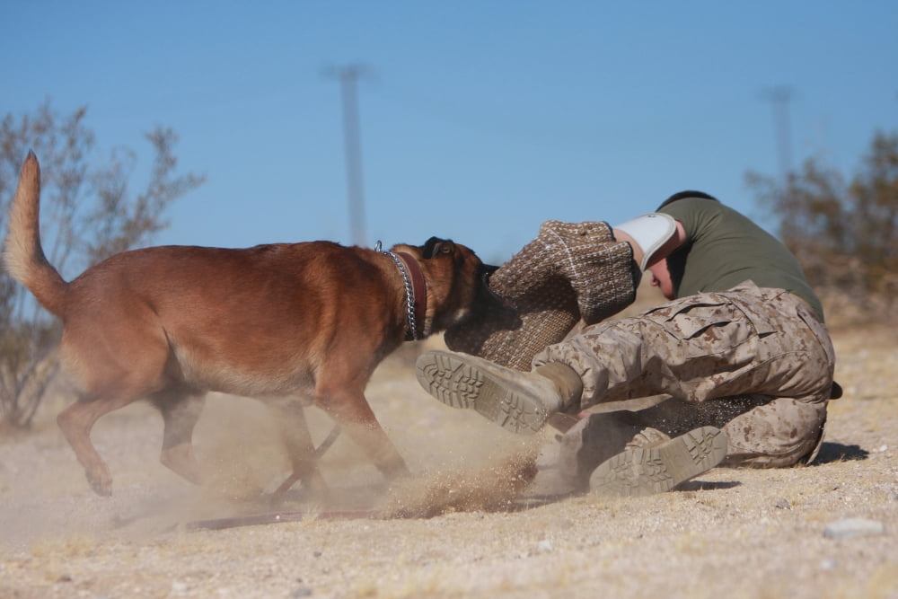 A dog handler works on take-down techniques with a military working dog Canvas Art - Stocktrek Images (35 x 23)