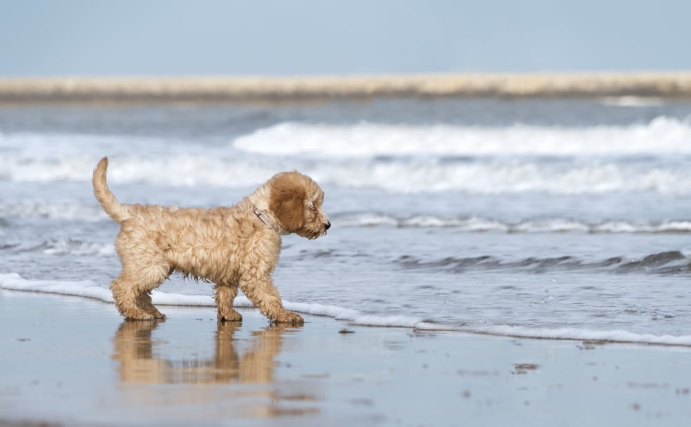 A dog stands on the beach at the edge of the surf South Shields Tyne and Wear England Canvas Art - John Short Design Pics (19 x 12)
