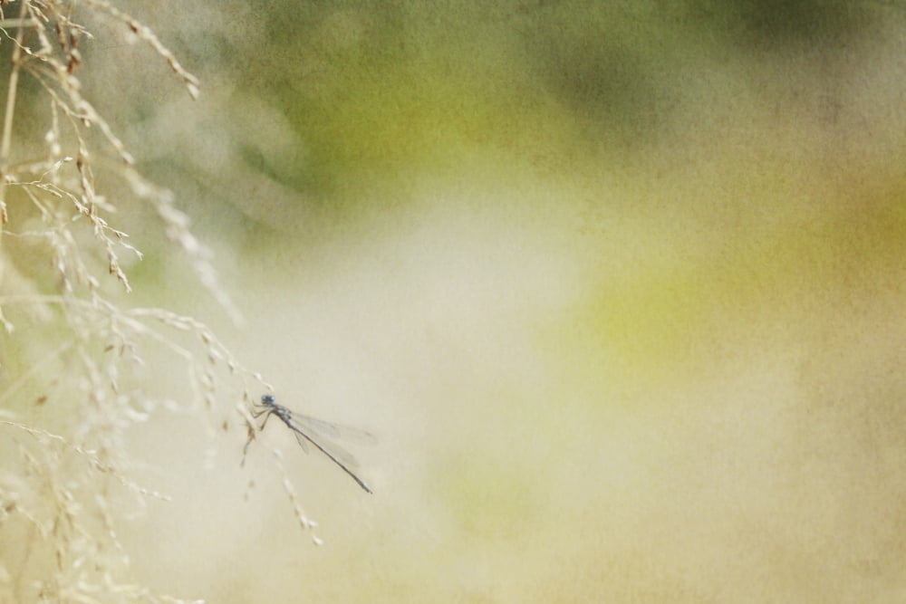 A dragonfly lands on the delicate branches of wild grass rocky mountain house alberta canada Canvas Art - Roberta Murray Design Pics (38 x 24)