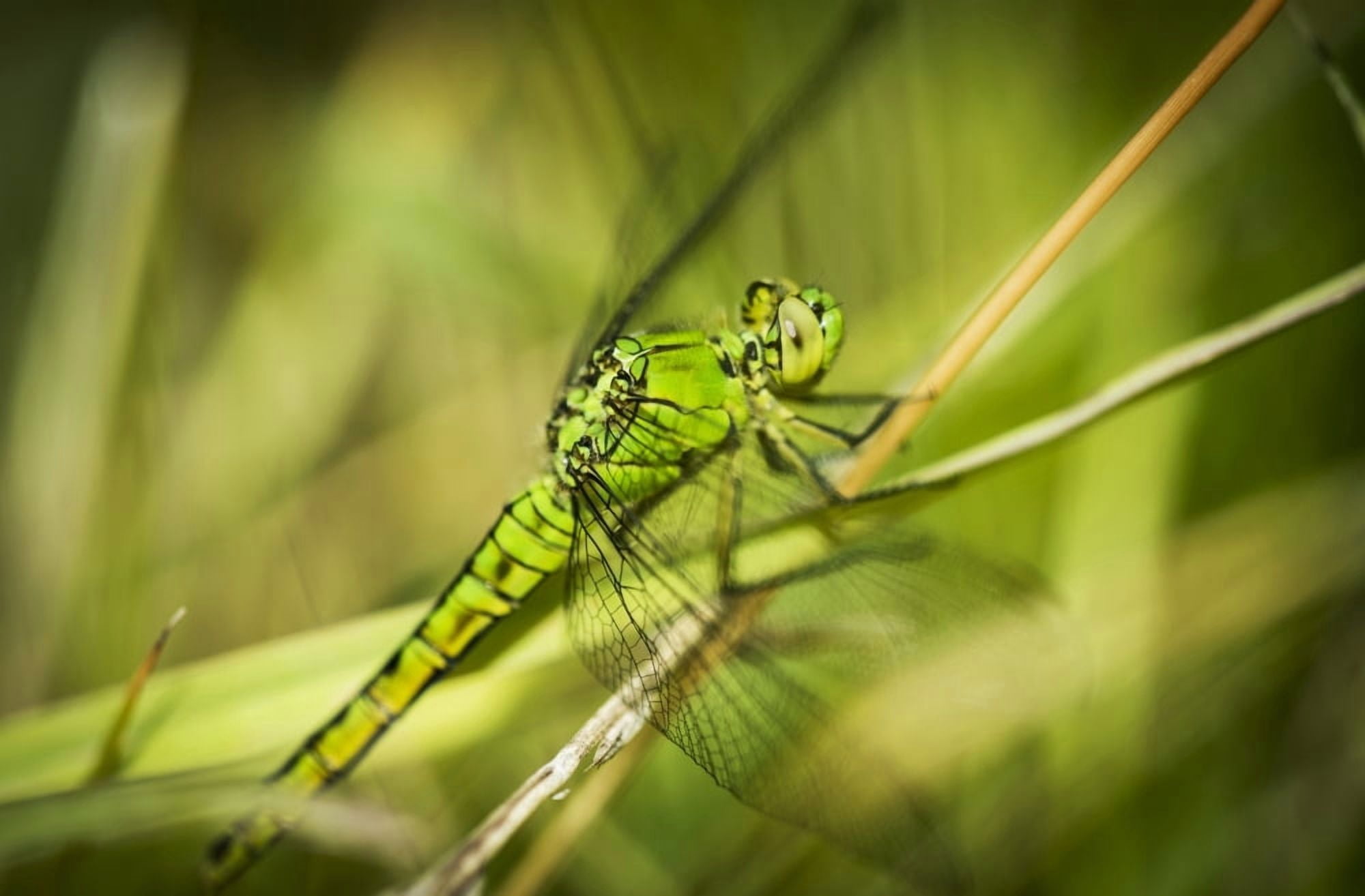 A dragonfly rests in the grass Ridgefield Washington United States of America Canvas Art - Robert L Potts Design Pics (19 x 12)