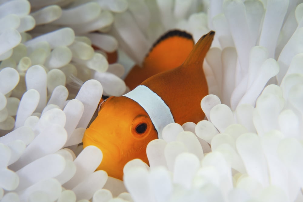 A false clownfish snuggles amongst its hosts tentacles on a reef Canvas Art - Ethan DanielsStocktrek Images (34 x 23)