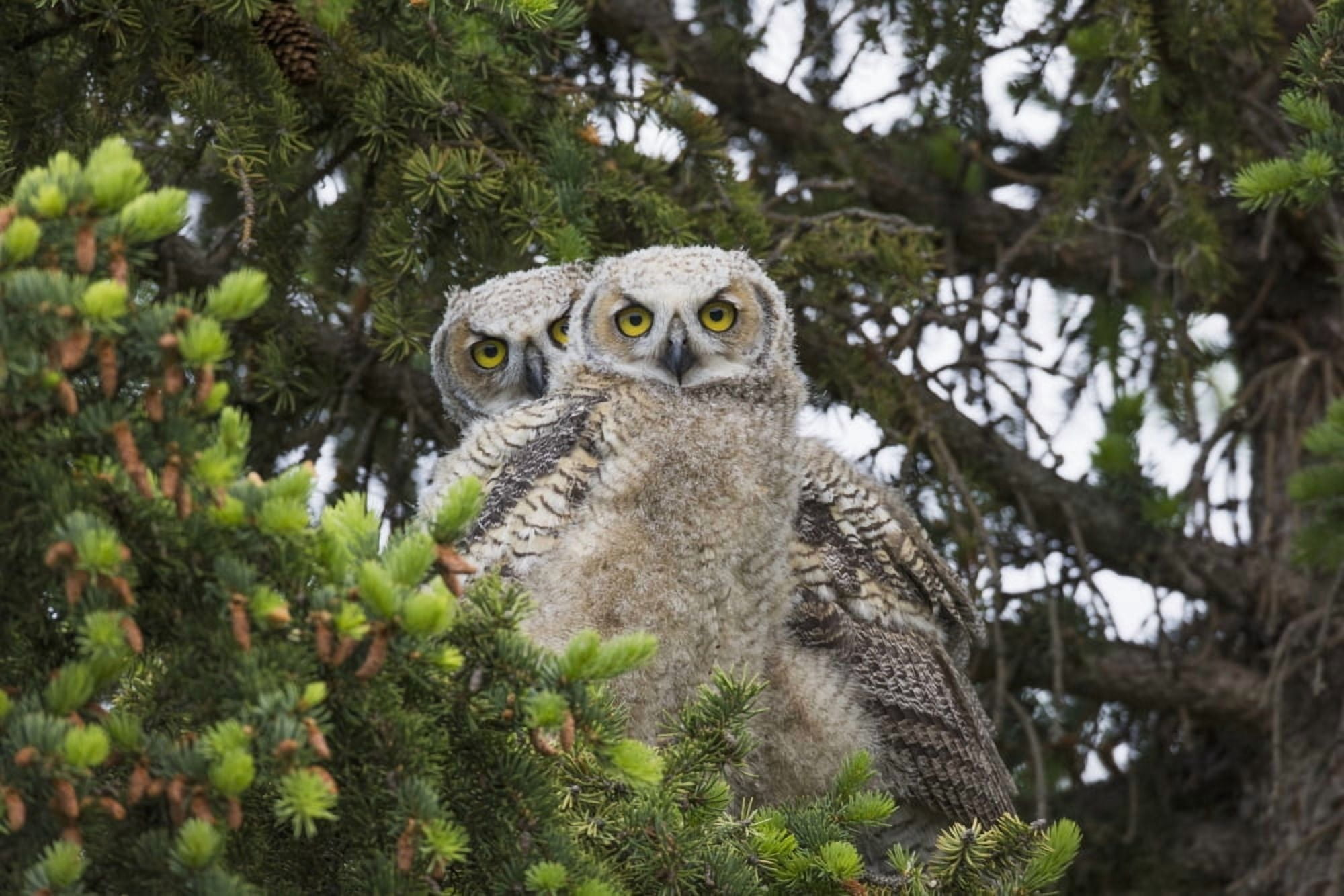 A family of Great Horned Owls (Bubo virginianus) sit in a tree Saskatchewan Canada Canvas Art - Robert Postma Design Pics (19 x 12)