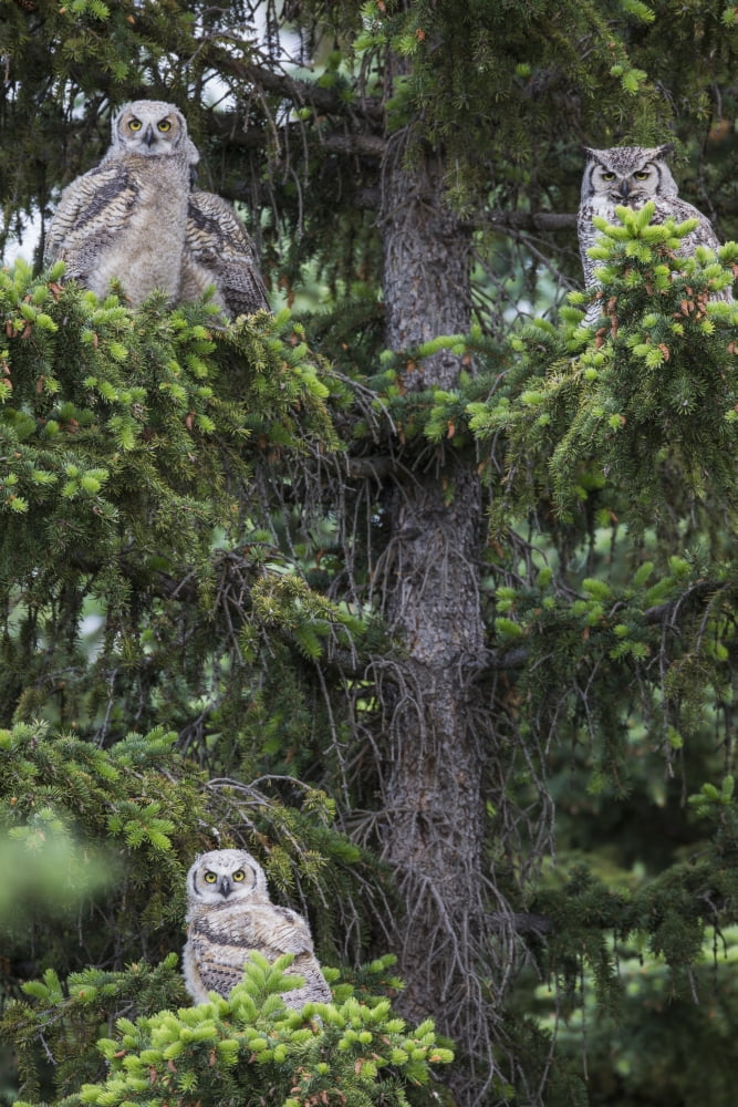 A family of Great Horned Owls (Bubo virginianus) sit in a tree Saskatchewan Canada Canvas Art - Robert Postma Design Pics (24 x 38)