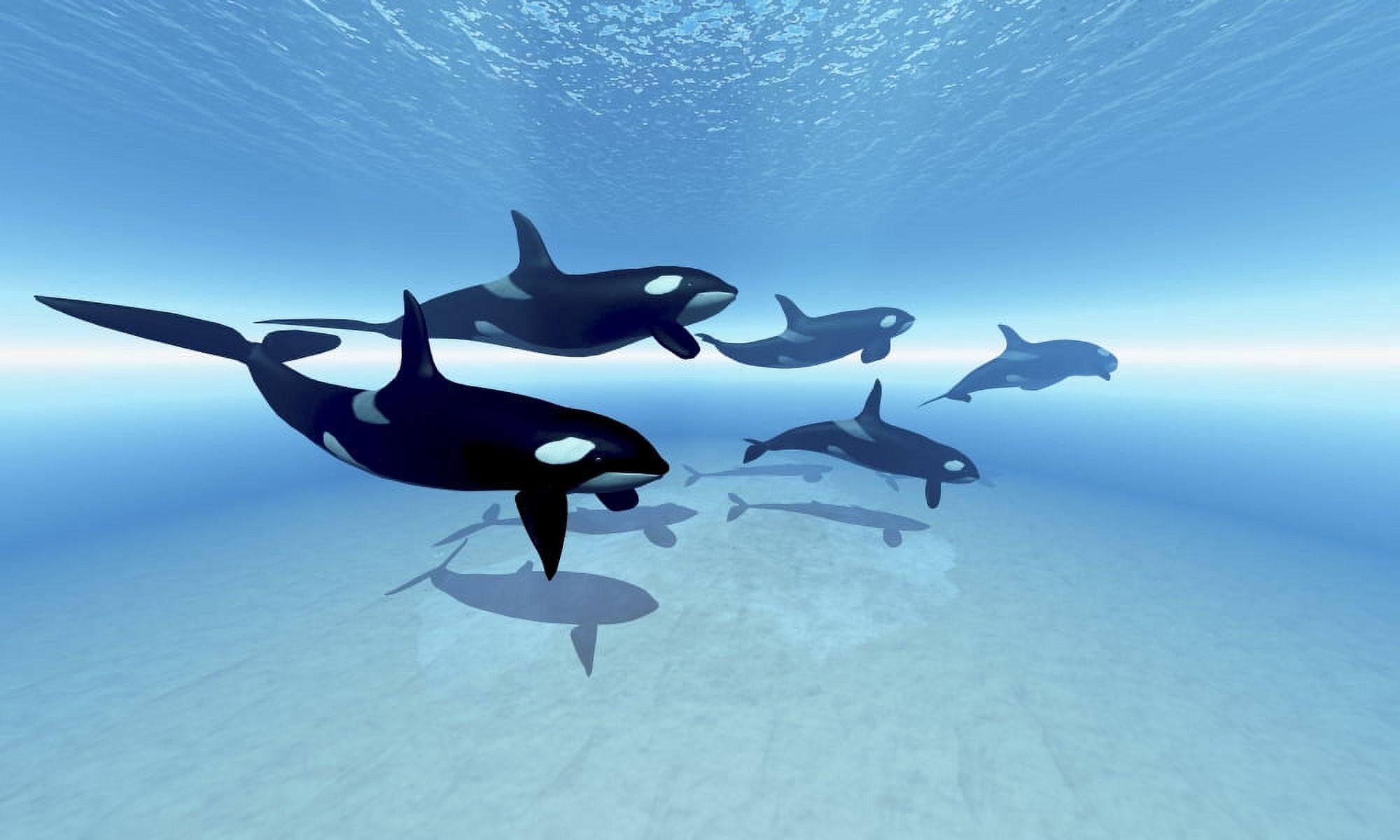 A family of killer whales search together for their next meal Canvas Art - Corey FordStocktrek Images (36 x 22)