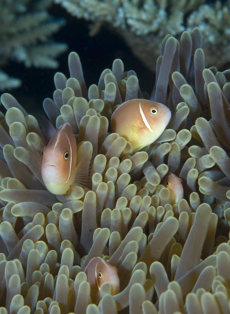 A family of pink anemonefish in anemone Papua New Guinea Canvas Art - Steve JonesStocktrek Images (12 x 17)