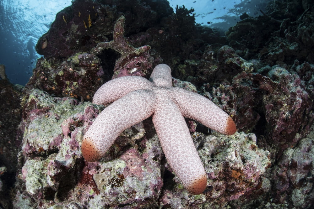 A fat starfish clings to rocks in the Solomon Islands Canvas Art - Ethan DanielsStocktrek Images (34 x 23)