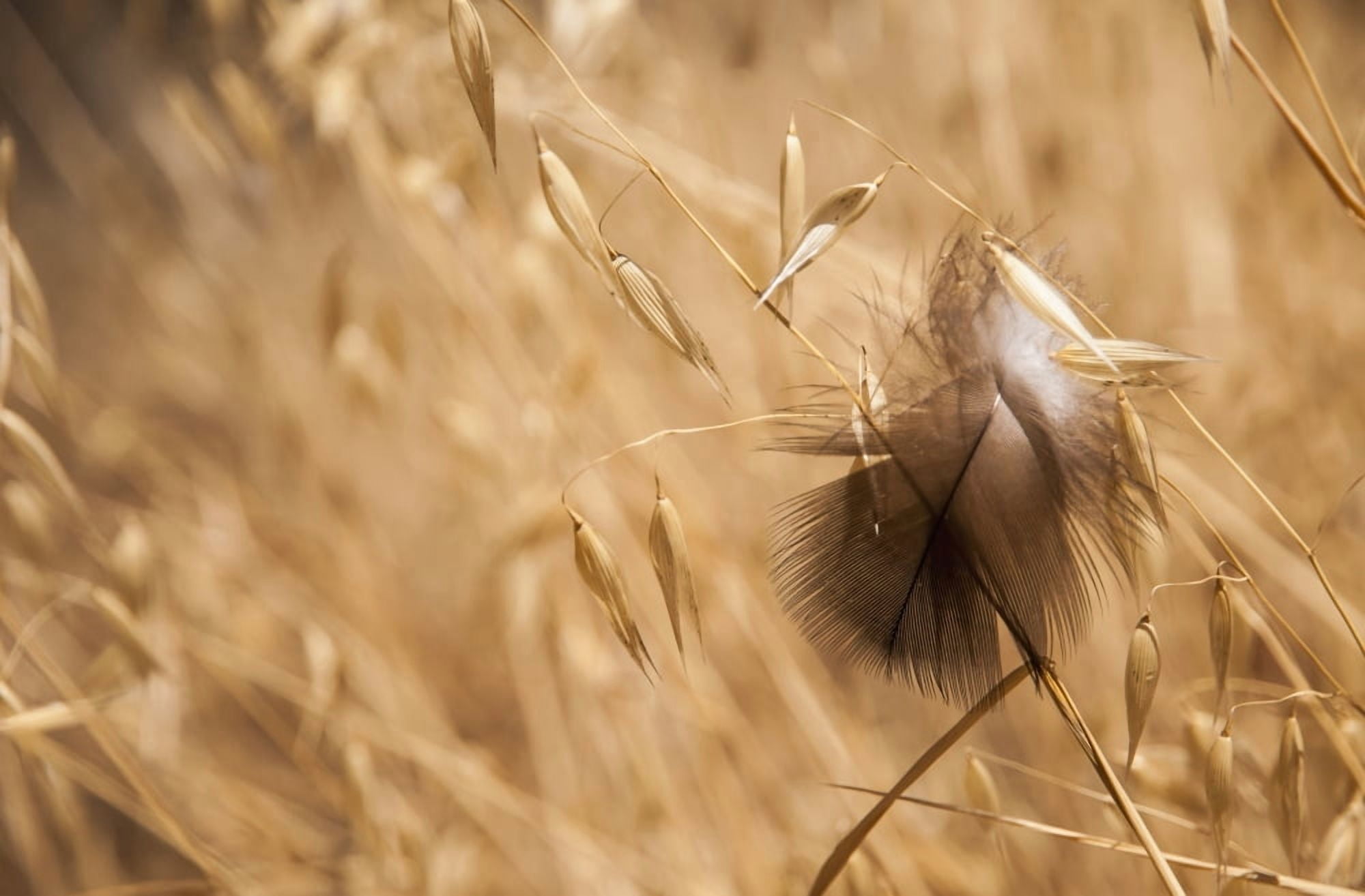 A feather catches on oats Willows California United States of America Canvas Art - Robert L Potts Design Pics (19 x 12)