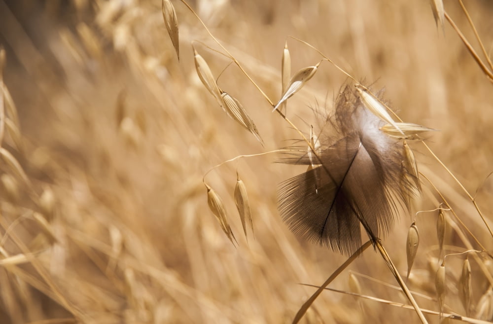 A feather catches on oats Willows California United States of America Canvas Art - Robert L Potts Design Pics (38 x 24)