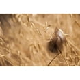 thumbnail image 1 of A feather catches on oats; Willows, California, United States of America Poster Print (19 x 12), 1 of 2