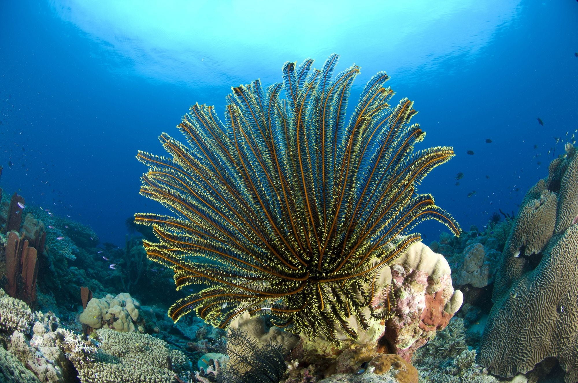 A feather star with arms extended Papua New Guinea Canvas Art - Steve JonesStocktrek Images (18 x 12)