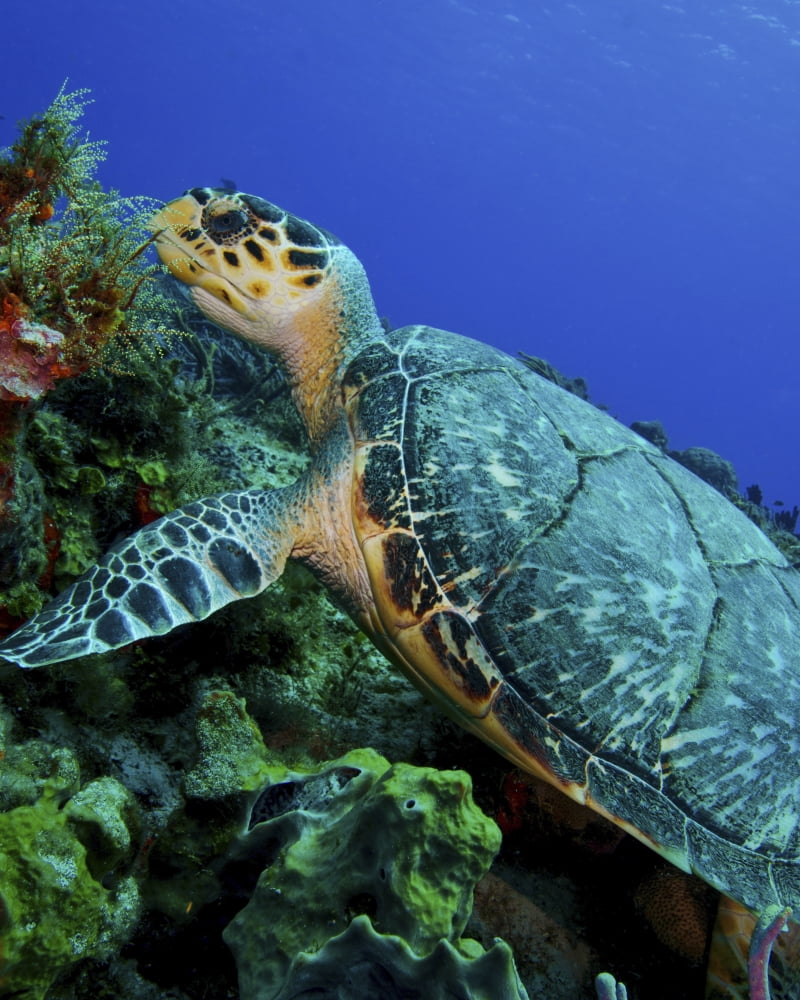 A feeding hawksbill sea turtle in Cozumel Mexico Canvas Art - Brent BarnesStocktrek Images (13 x 16)