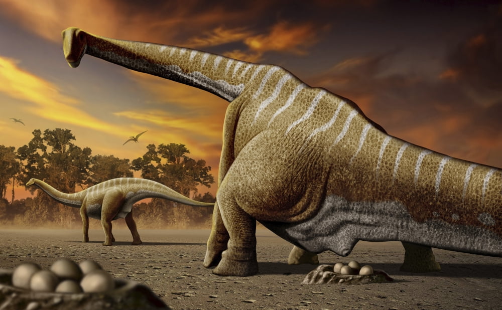 A female Apatosaurus laying her eggs in nest Canvas Art - Mohamad HaghaniStocktrek Images (18 x 11)