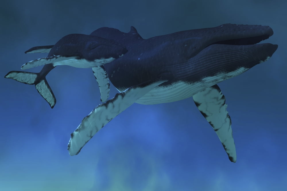A female Humpback whale with her calf swimming together Canvas Art - Corey FordStocktrek Images (35 x 23)