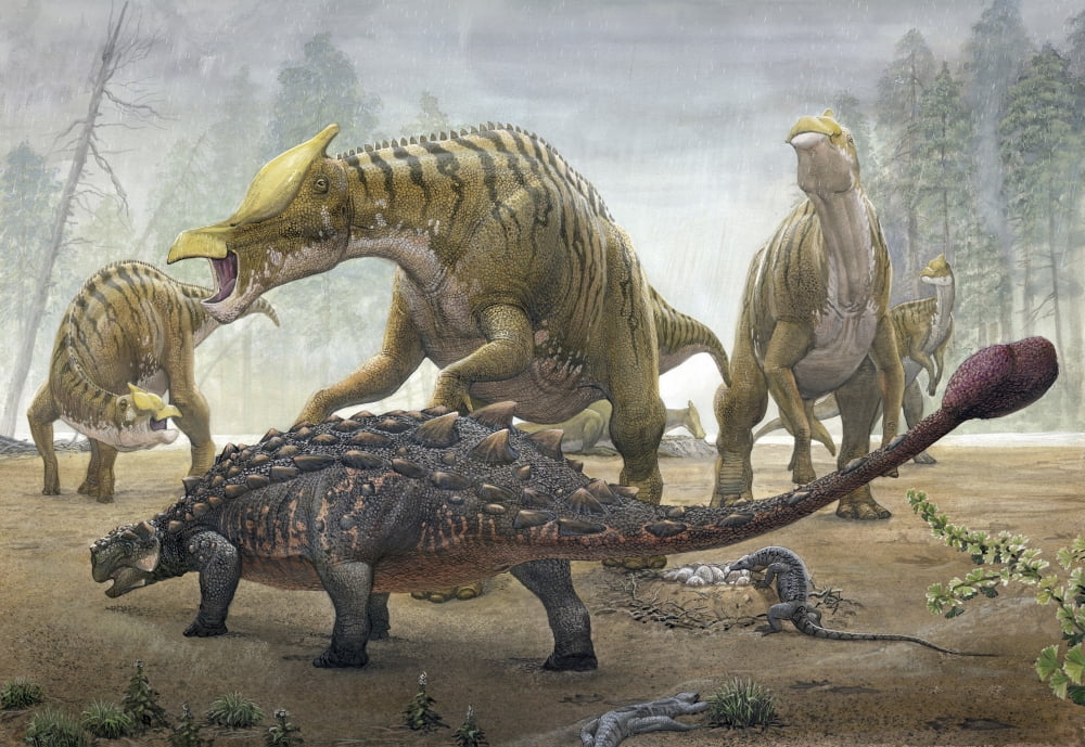 A female Saurolophus attempts to crush a Tarchia armored dinosaur Canvas Art - Sergey KrasovskiyStocktrek Images (34 x 24)