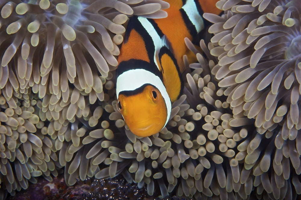 A female clownfish looks after her eggs at the edge of the host anemone Papua New Guinea Canvas Art - Terry MooreStocktrek Images (18 x 12)
